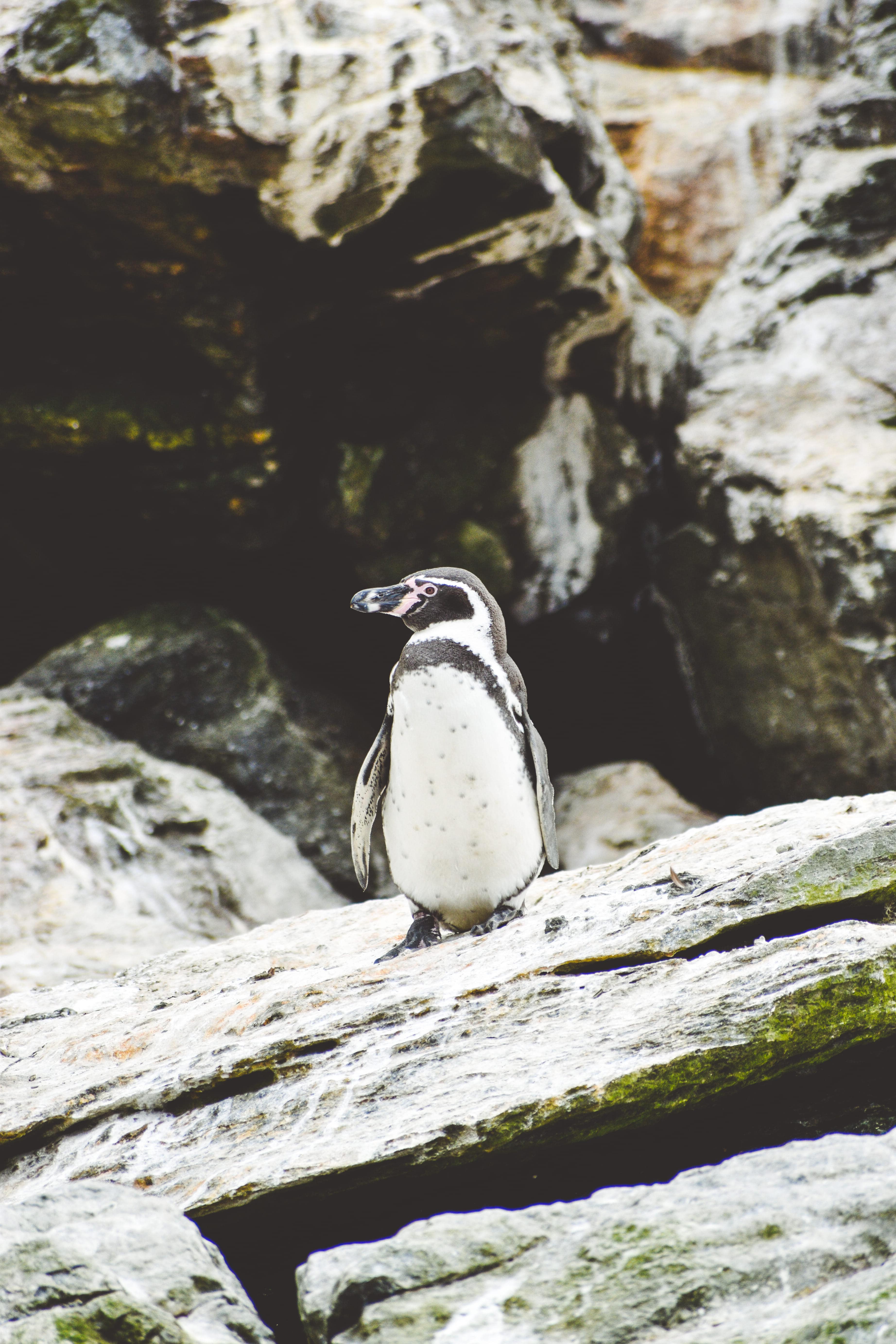 Pinguino de Humboldt Punta de Choros